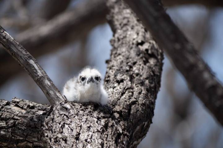 Removing rats helps revive forests, birds & coral in the Marshall Islands