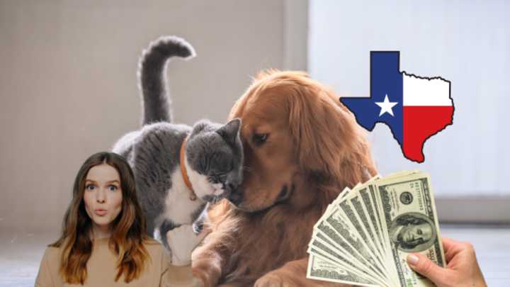 Si tiene mascotas, está obligado a cumplir con esto en Texas o podría sufrir multas de cientos de dólares