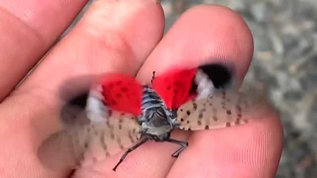 Iowa officials urge vigilance after invasive spotted lanternfly sighting