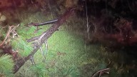 Storm topples trees and disrupts traffic in Jasper County Sunday night