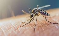 De cara al verano, la provincia refuerza las medidas de cuidado para prevenir el dengue