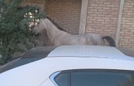 Denuncian descuido de caballo en sector Guayulera de Saltillo