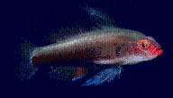 New Dwarfgoby Species Discovered In Papua New Guinea Is (Mostly) Beautiful