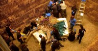 Giraffe undergoes surgery on face after unusual swelling