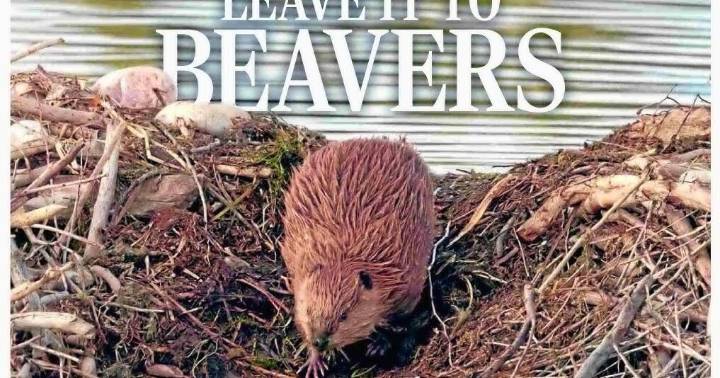 LEAVE IT TO BEAVERS