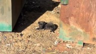 Mississippi Rescuer Shocked To Find Helpless Puppy Huddled Beside Trash Bin