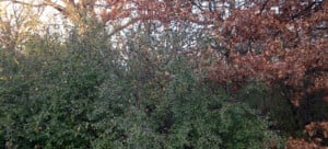 Buckthorn burning to take place at Hartley Park