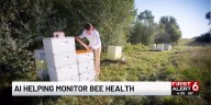 Mathematical AI helping monitor bee health at Creighton University