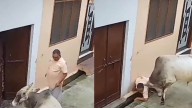 Woman Shuts Door In Panic As Bull Attacks Man, Uses Horns To Slam Him On Ground; Internet In Shock