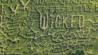 ‘Wicked’ corn maze, alpacas, pumpkins: Find fall fun in DC area