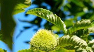 NJ couple trying to bring back all but extinct American chestnuts