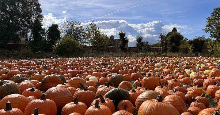10 pumpkin patches in and around Lincolnshire where you can pick your own this Halloween