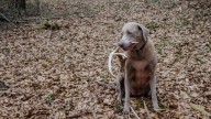 Lawmakers advance dog deer hunting rule near Talladega National Forest