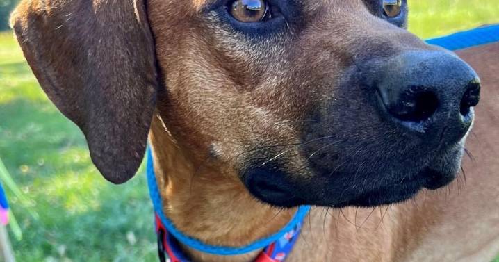 Looking for a home