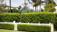 Charlie Albone: A hedge done right will be the backbone of many a garden and can thrive if done right