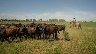 Argentinian beef is at the center of American farmers’ woes