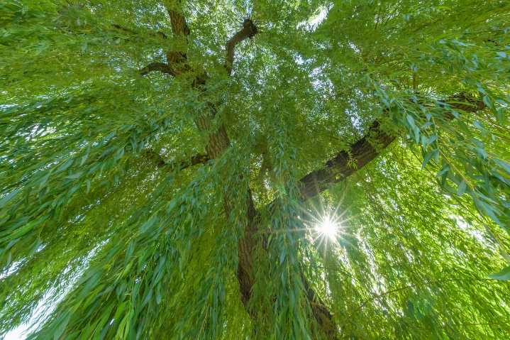 Absolutely massive weeping willow among winners of Michigan Big Tree Hunt
