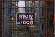 Daytona Beach, Florida, woman dead after being attacked by 4 dogs: Police
