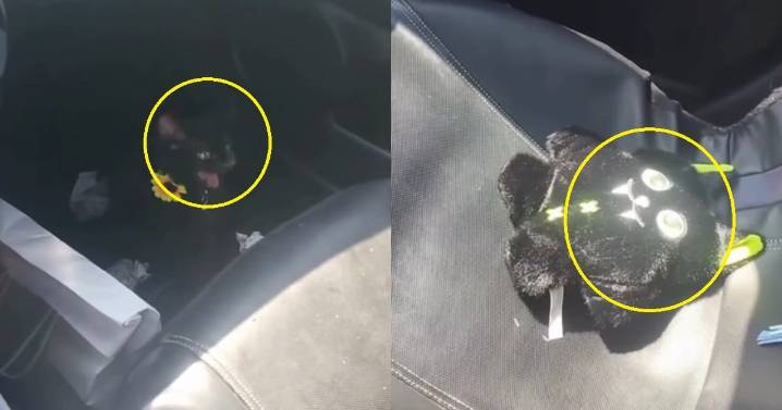 “No le gustó su regalo”: joven graba cómo su gato le gruñe al juguete que le había comprado