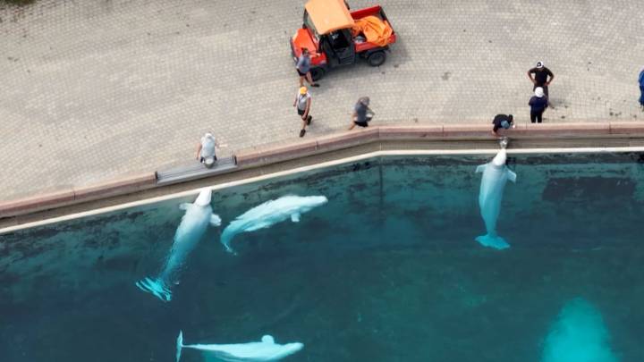 Drone footage shows Marineland staff caring for remaining belugas, dolphins