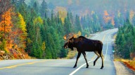 Grand Teton National Park Visitors Mourn As Beloved Celebrity Animal Is Killed By Speeding Driver