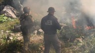 Destruyen otro plantío de marihuana en Cañón La Sierrita entre los municipios de Chihuahua y Namiquipa