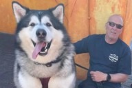 Mal, el perro gigante de 82 kilos que arrasa en las redes sociales de Inglaterra: "Su collar es del tamaño de un cinturón"