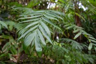 New plant species discovered at San Diego Zoo