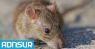 Confirmaron un nuevo caso de hantavirus en una mujer de Chubut y está en terapia intensiva