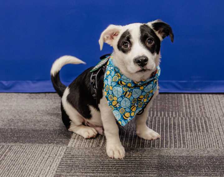This rescue puppy joins comfort dog team helping correctional staff