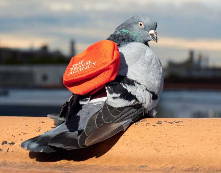 Carrier pigeons with little backpacks could soon deliver cannabis