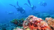 Olas de calor afectan al mar y destruyen los arrecifes de coral, advierte biólogo mexicano