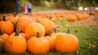 Free pumpkin patch opens at Oxford United Methodist Church