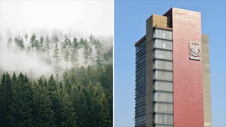 Las Plantas Están Migrando por Culpa del Cambio Climático, Descubren Científicos de la UNAM