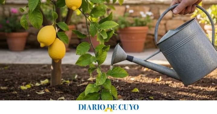 El truco del riego que hace que tu limonero dé limones más grandes