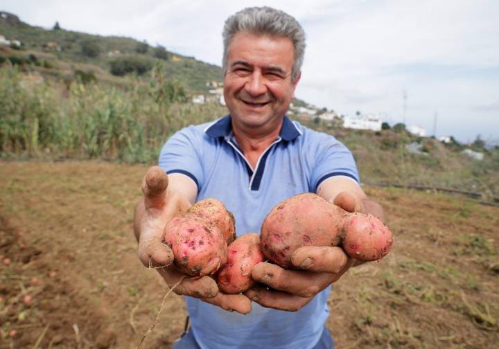 José Luis León, dedicación y pasión para cultivar la papa de más peso de 2025