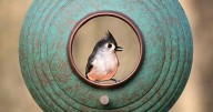 Through her lens: Woodstock photographer captures birds in flight