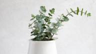 La planta que seguro tenés en tu balcón y puede sufrir mucho las altas temperaturas