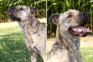 This Brindle Pit Bull is Looking for a Forever Home