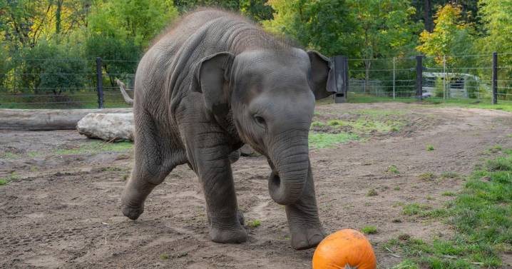 An elephant family smashed pumpkins at the Oregon Zoo. But this baby just wanted to play ball