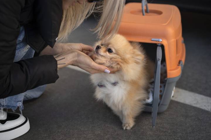 Viajar con mascotas en Colombia: nuevos requisitos que debes conocer