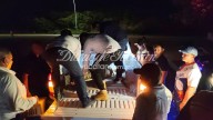 Logran el aseguramiento de un cocodrilo durante un operativo en el puerto de Progreso