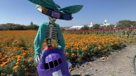 Instalan catrinas gigantes en cultivos de cempasúchil y terciopelo de Amayuca