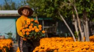 Marigolds and memory: Preparing for Day of the Dead in Juárez