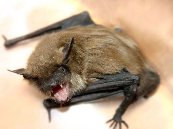 Ontario had lots of rabid bats | The Shoreline Beacon