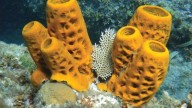 Las esponjas fueron de los primeros animales en la Tierra, hace 541 millones de años