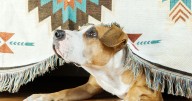 Anyone with a dog advised to 'take action' before November 5