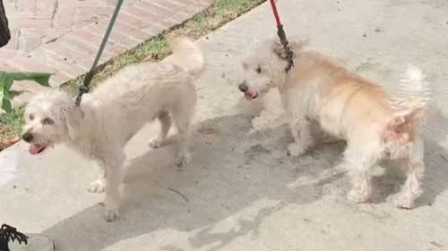 88-year-old Montrose man accused of pulling gun on neighbor walking dog