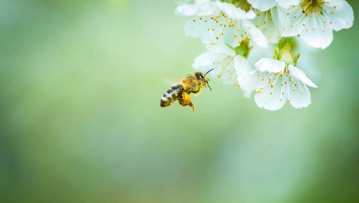 Company faces fine for not protecting worker from fatal bee attack