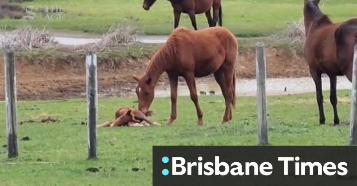 Stallions attack newborn foal at Mt Eliza property